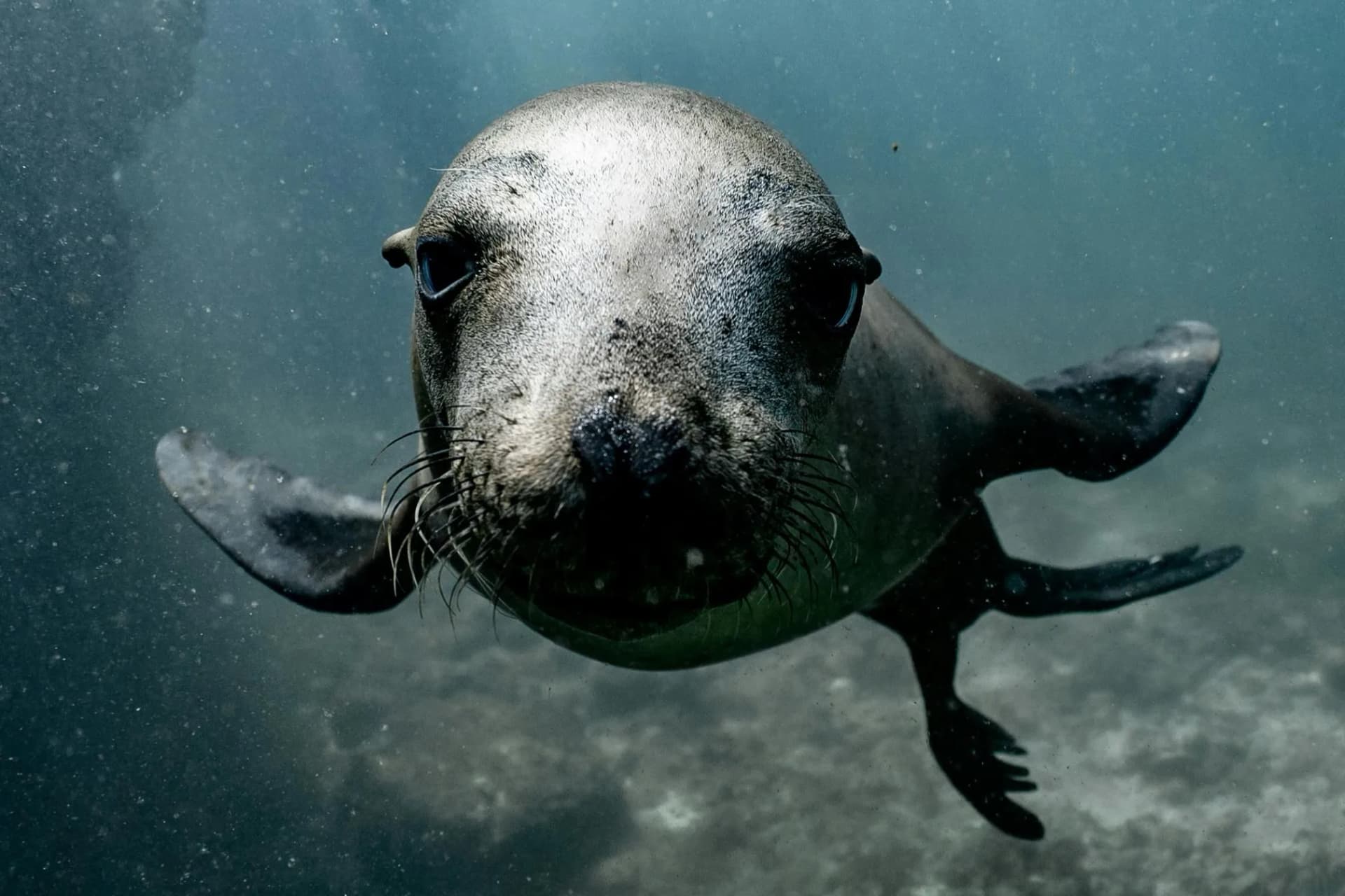 Best Dive Masks for UK Waters (2026)