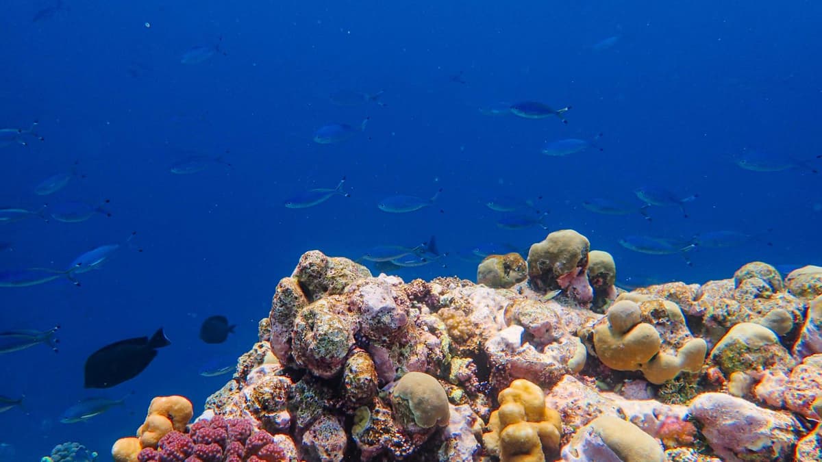 Best Dive Wetsuits 2026