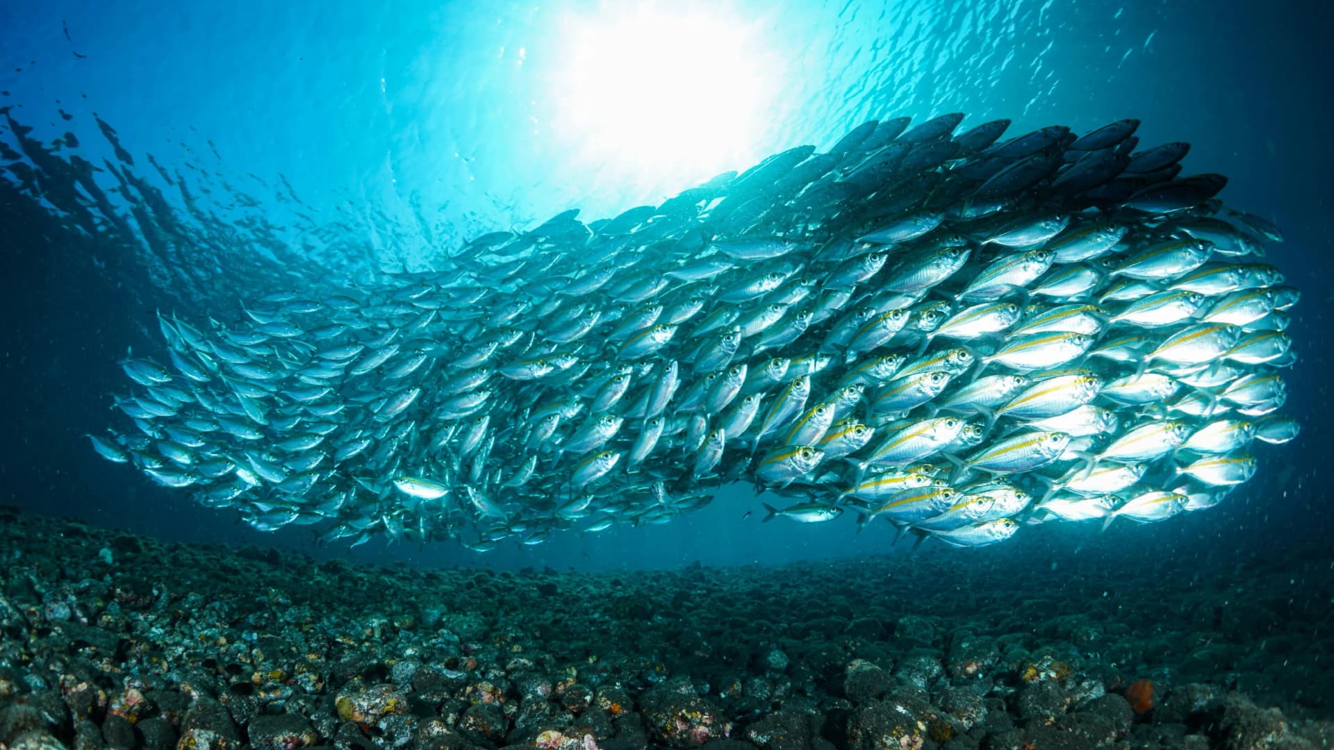 PADI vs SSI vs BSAC UK: Which Diving Certification?