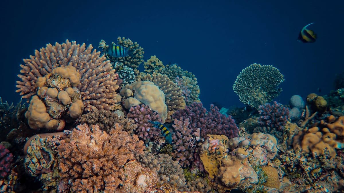 GoPro HERO13 vs Insta360 X4 for Diving 2026