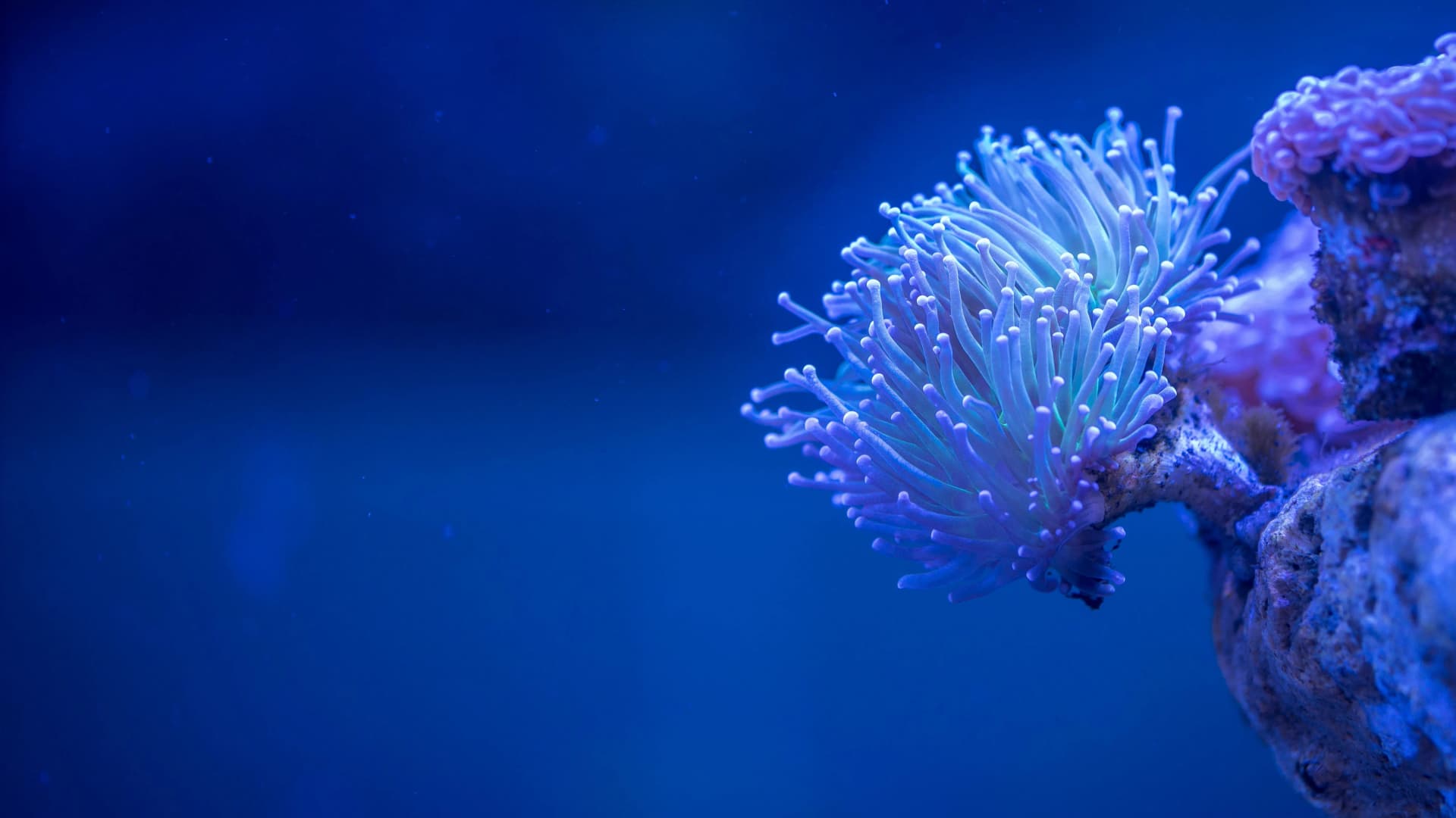 DiveGearAdvice.com - Dive Gear Made Simple